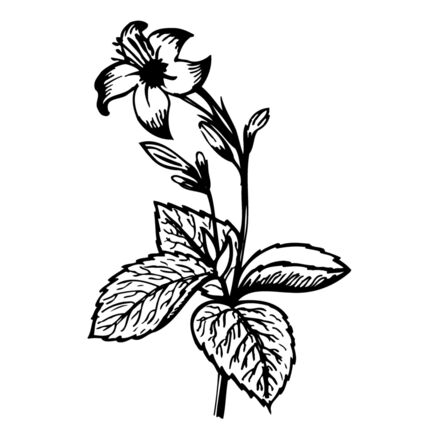 FLOWER06 Thumbnail