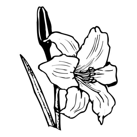 FLOWER12 Thumbnail