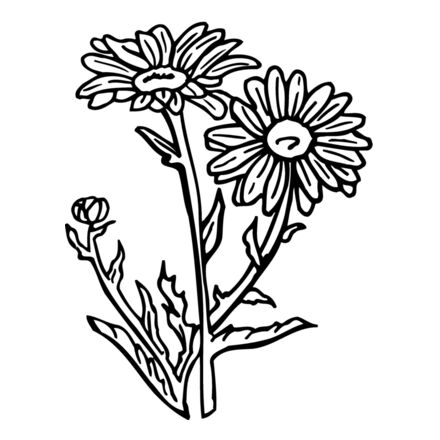 FLOWER17 Thumbnail