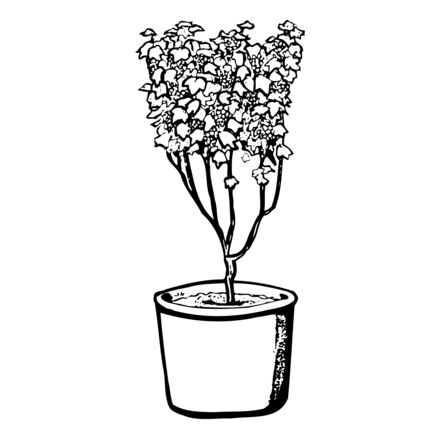 PLANT04 Thumbnail