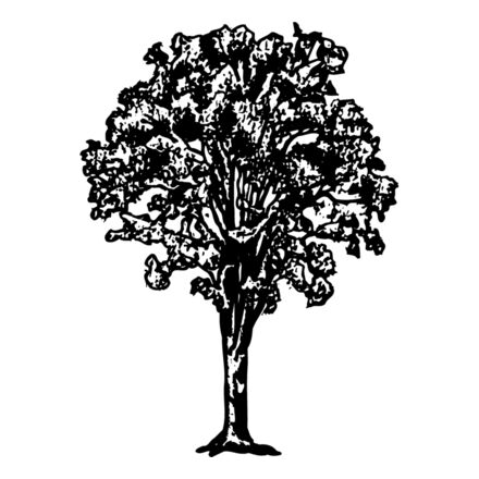 TREE0015 Thumbnail
